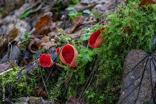 Elf Cup fungi - Sarcoscypha Coccinea, growing in a damp spot by a stream in woodland