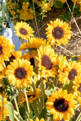 Beautiful sunflower flowers in city flowerbeds.