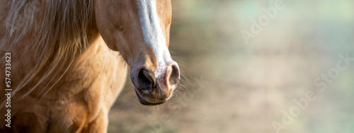 Wallpaper Mural Palomino horse muzzle, head, banner, text place Torontodigital.ca
