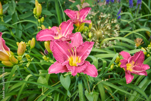 daylily flower in the garden