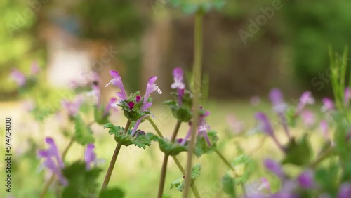 weeds 14