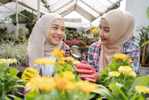 Happy cheerful Asian Muslim female botanist or gardener using a magnifying glass to see the detail of a little plant fern in a pot. A plant researcher inspecting a small house plant in glasshouse.