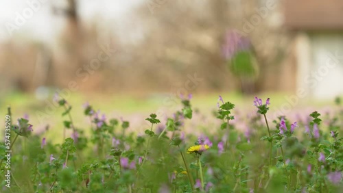 Dandelion 2

