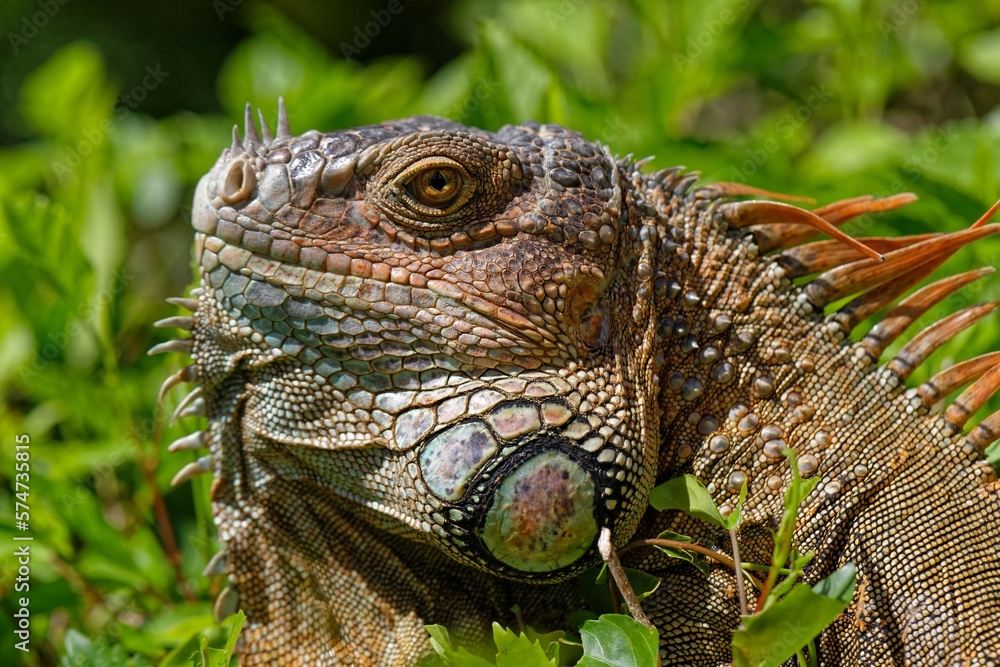 Obraz premium Grüner Leguan
