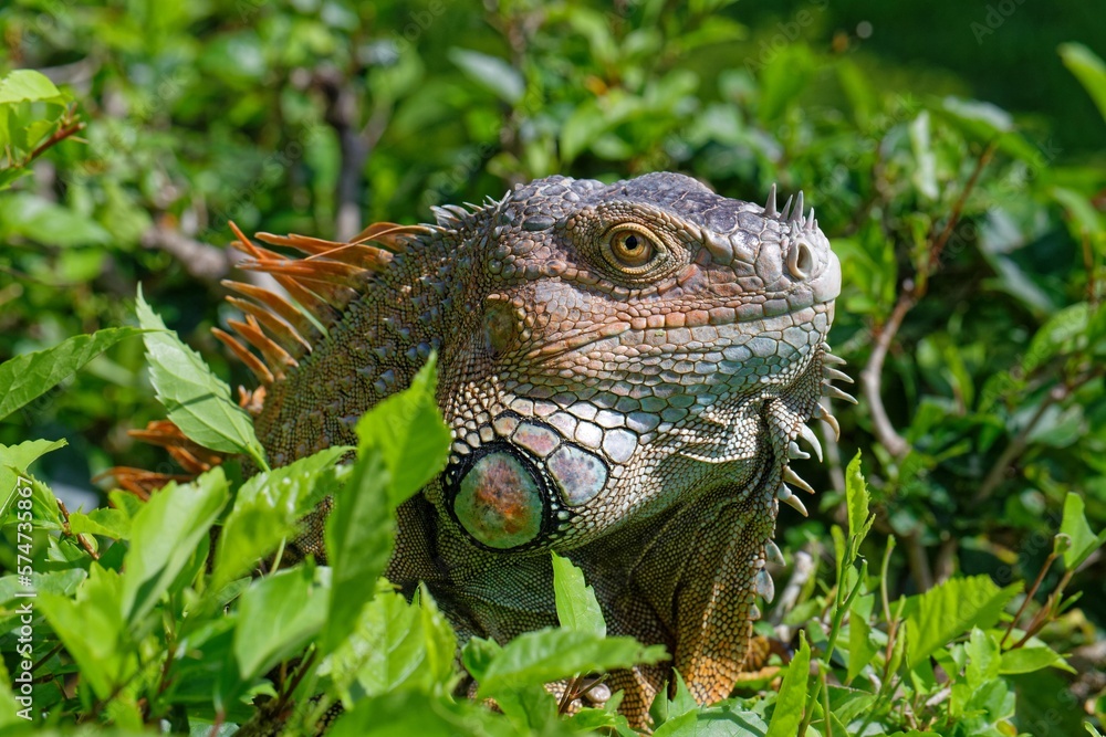 Obraz premium Grüner Leguan