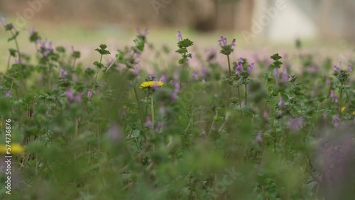 weeds 13