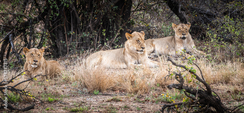 Group of young Lions  Panthera Leo  in Kruger National Park  South Africa