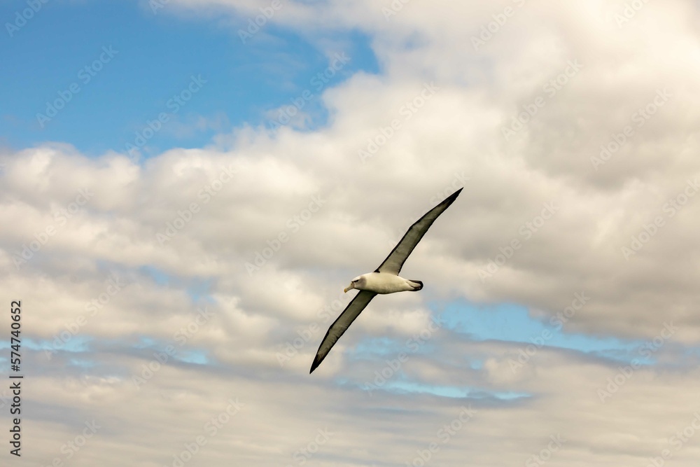 Fototapeta premium Bullers Albatross against clouds