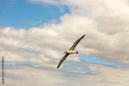 Bullers Albatross against clouds
