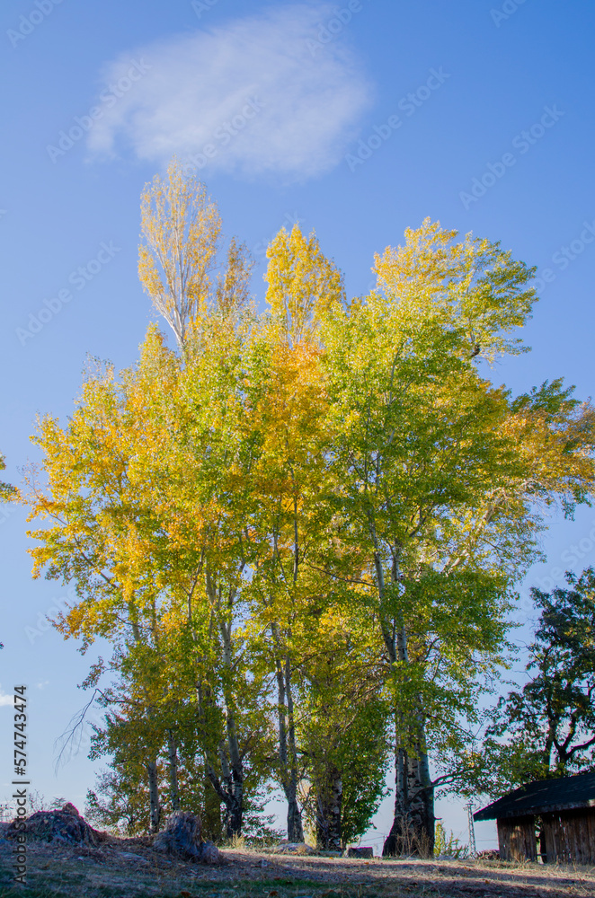 trees in autumn trees in autumn