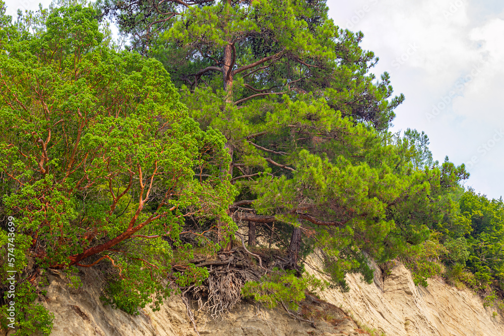 Trees hanging over a precipice on a mountain Trees hanging over a precipice on a mountain