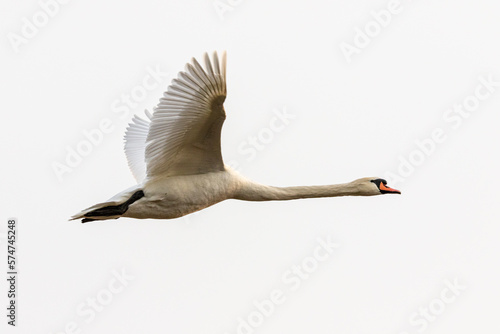 Fototapeta Naklejka Na Ścianę i Meble -  flying swam on white background 