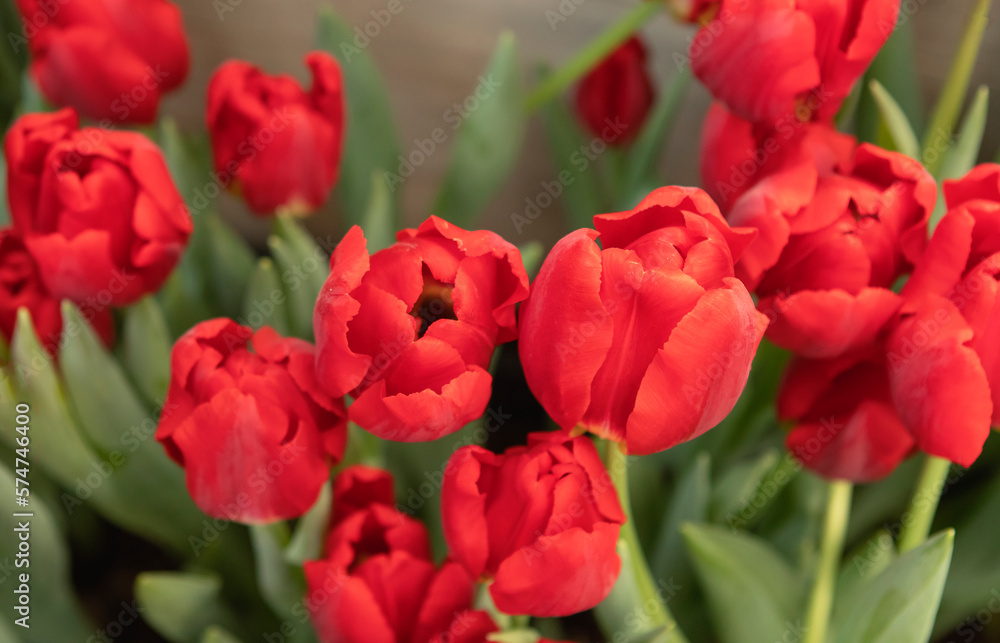 Red tulips flowers in the garden Red tulips flowers in the garden