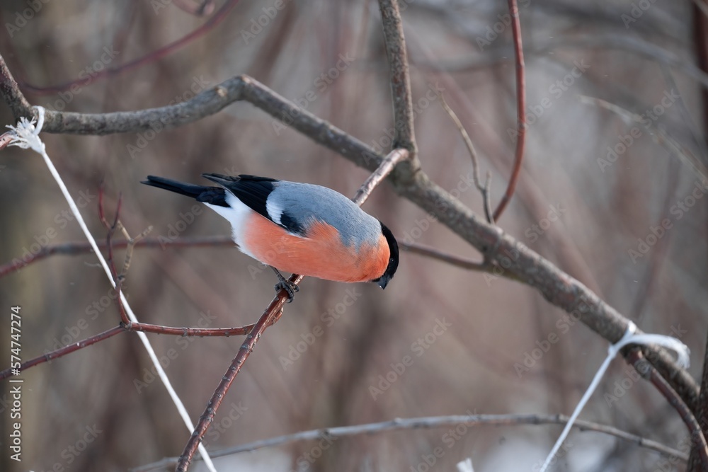 Bright bullfinch on a branch on a gloomy winter day