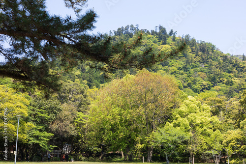 Fototapeta Naklejka Na Ścianę i Meble -  trees in the park