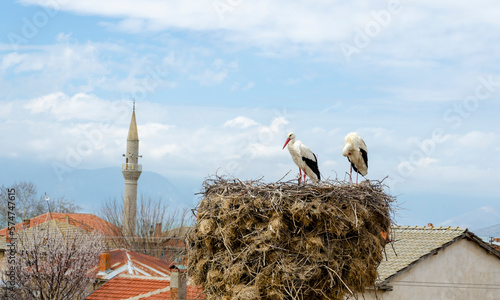 stork in nest