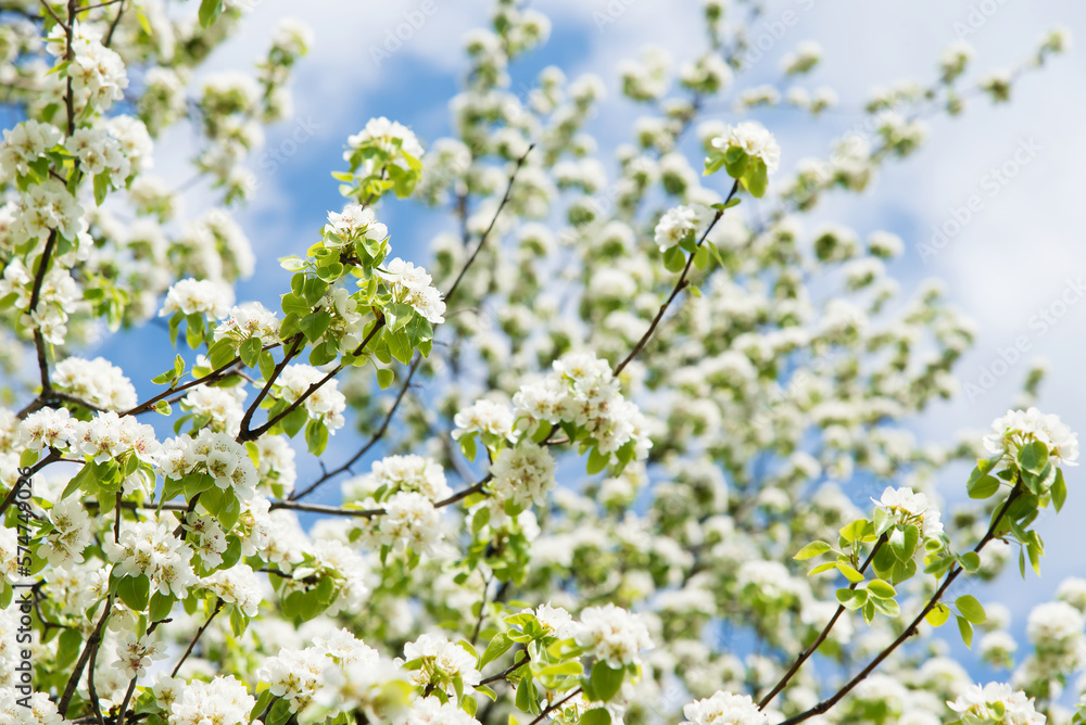 Spring apple tree with white flowers. Spring border or background art with white flowers. Beautiful nature with a blooming tree and sunlight.	