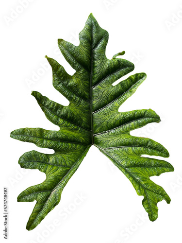 Alocasia jacklyn plant leaf with beautiful lace pattern on white background. photo