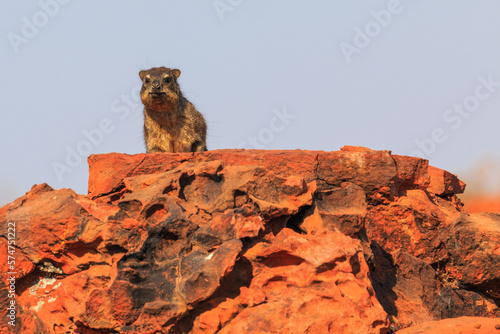 The rock hyrax in natural habitat in Waterberg Plateau National Park. Namibia.