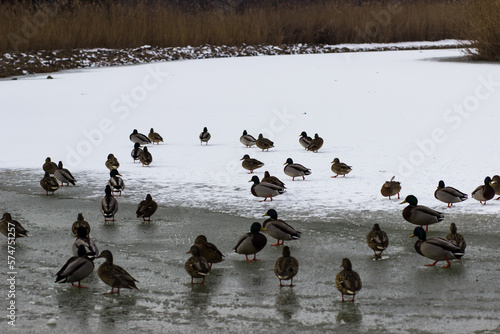 Ducks on a frozen pond in a city park