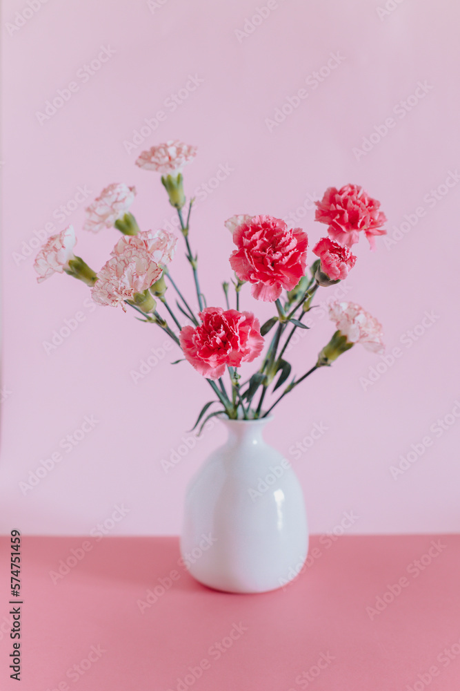 Beautiful pink and white Carnation flowers on a pink pastel background. Beautiful pink and white Carnation flowers on a pink pastel background.