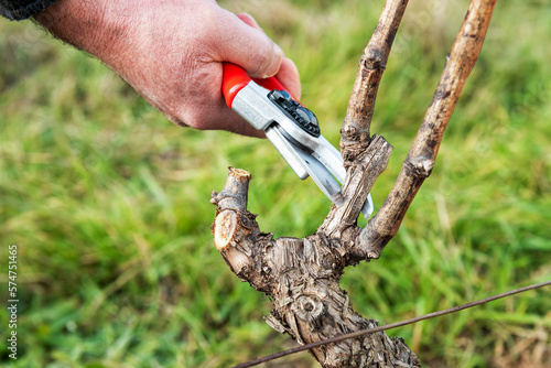 Winegrower pruning the vineyard with professional steel scissors. Traditional agriculture. Winter pruning, Guyot method. photo