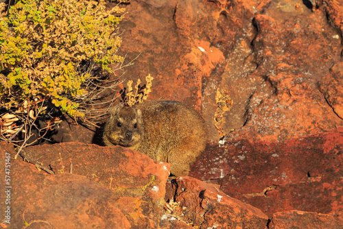 The rock hyrax in natural habitat in Waterberg Plateau National Park. Namibia.