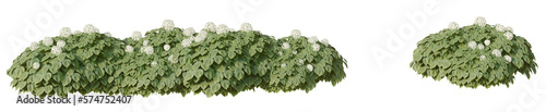 3D green hydrangea bushes isolated on  PNGs transparentbackground with 2D plan single plant