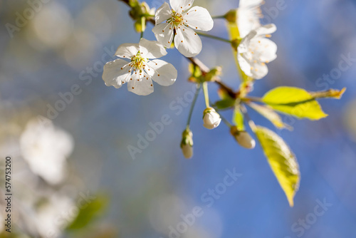 cherry blossom in sunshine
