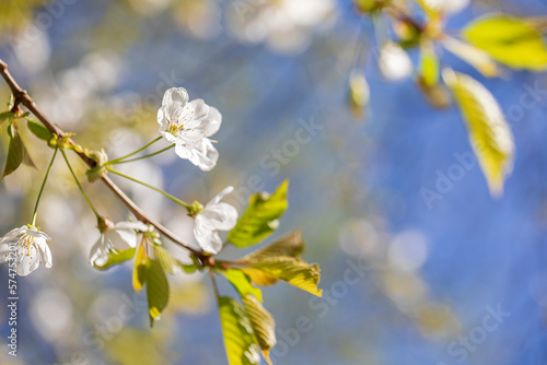 cherry blossom on tree
