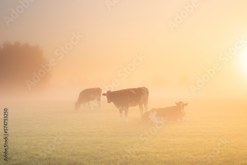 cows on misty pasture at sunrise
