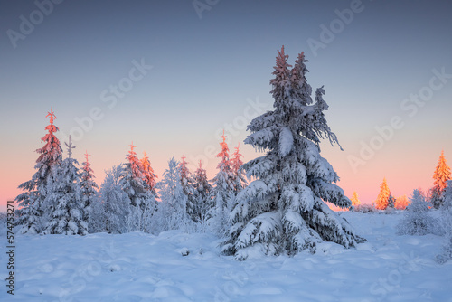 tree top in red sunrise sun light in winter