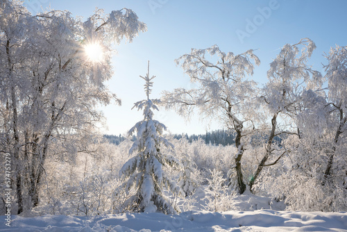beautiful sunny day in winter landscape