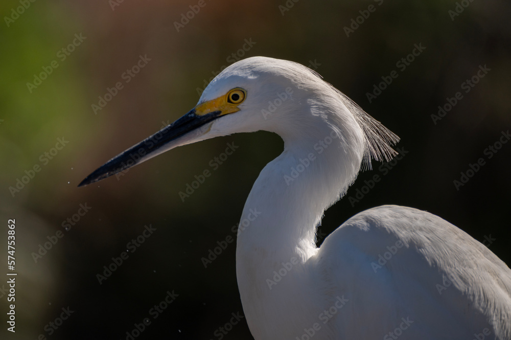 Snowy Egret close up of face