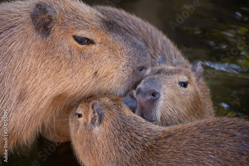 Wallpaper Mural Capybara family Torontodigital.ca