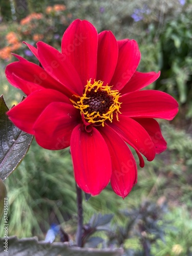 Red Flora 