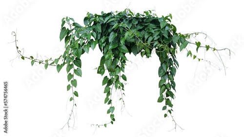 Green leaves Javanese treebine or Grape ivy (Cissus spp.) jungle vine hanging ivy plant bush © Chansom Pantip