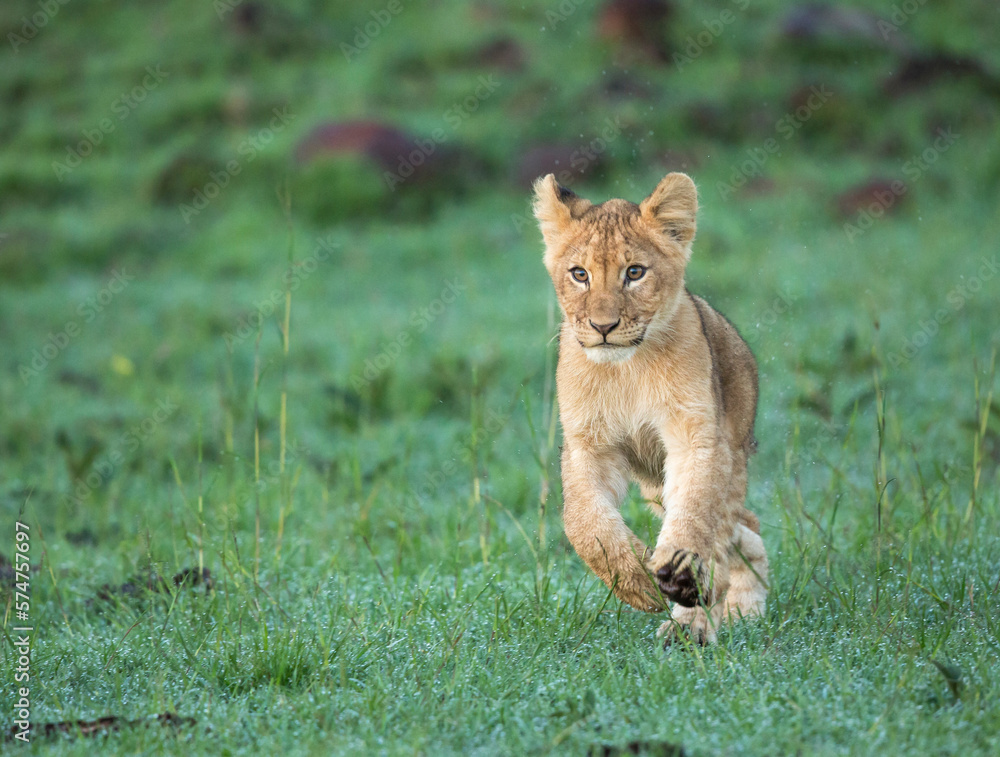 Lion Cub Running In Wet Grass Lion Cub Running In Wet Grass