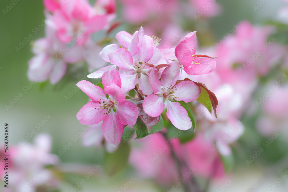Spring background with wild apple tree blossom. Malus floribunda. Blossom pink apple tree flowers in springtime close up. Japanese apple tree. Cherry blossoms in full bloom. Japanese spring scene. 