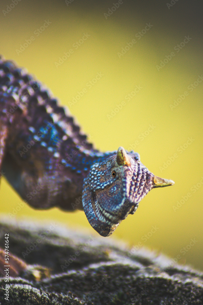 dinosaurio Carnotauro en la naturaleza dinosaurio Carnotauro en la naturaleza