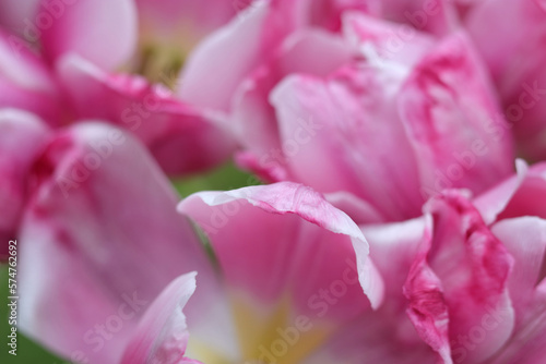 Beautiful bouquet. Floral background. Tulip bud. Tulipa. Macro photo pink petals with short depth of field. Floral card with beautiful pink tulip petals closeup. Petal from a pink tulip. Minimalism. 