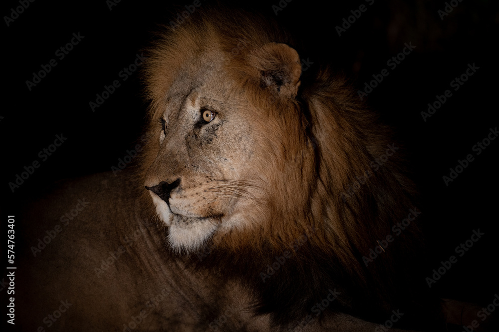 Portrait of a male lion at night