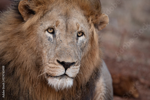 Fototapeta Naklejka Na Ścianę i Meble -  Male lion in South Africa