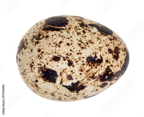 single boiled quail egg cutout on white background