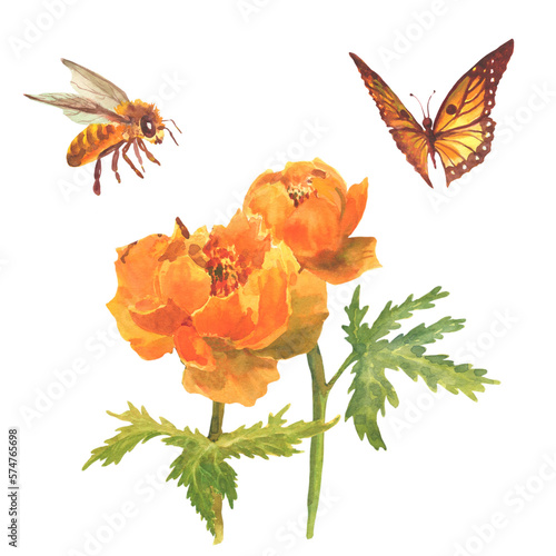 Watercolor orange field flowers, globe-flower. Spring orange flowers with green leaves, orange butterfly and bee. Floral hand drawn banner. Realistic botanical illustration for Easter cards