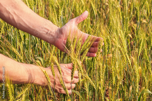 Rural landscape - hands of a farmer with ears of young wheat closeup, under the hot summer sun