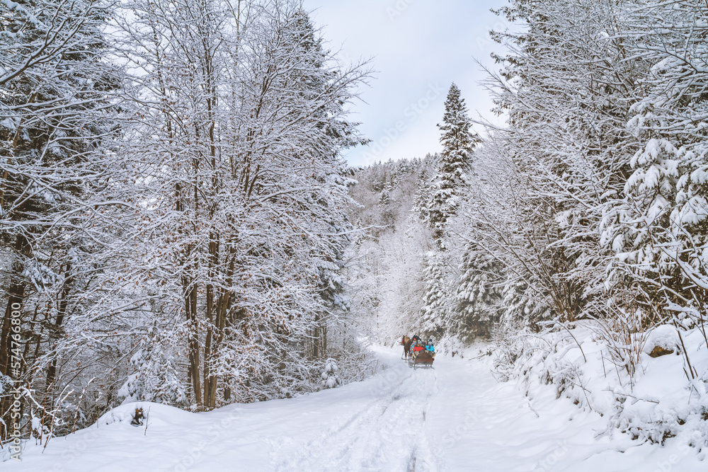 Obraz premium Winter landscape - view of the snowy road with with a horse sleigh in the winter mountain forest after snowfall