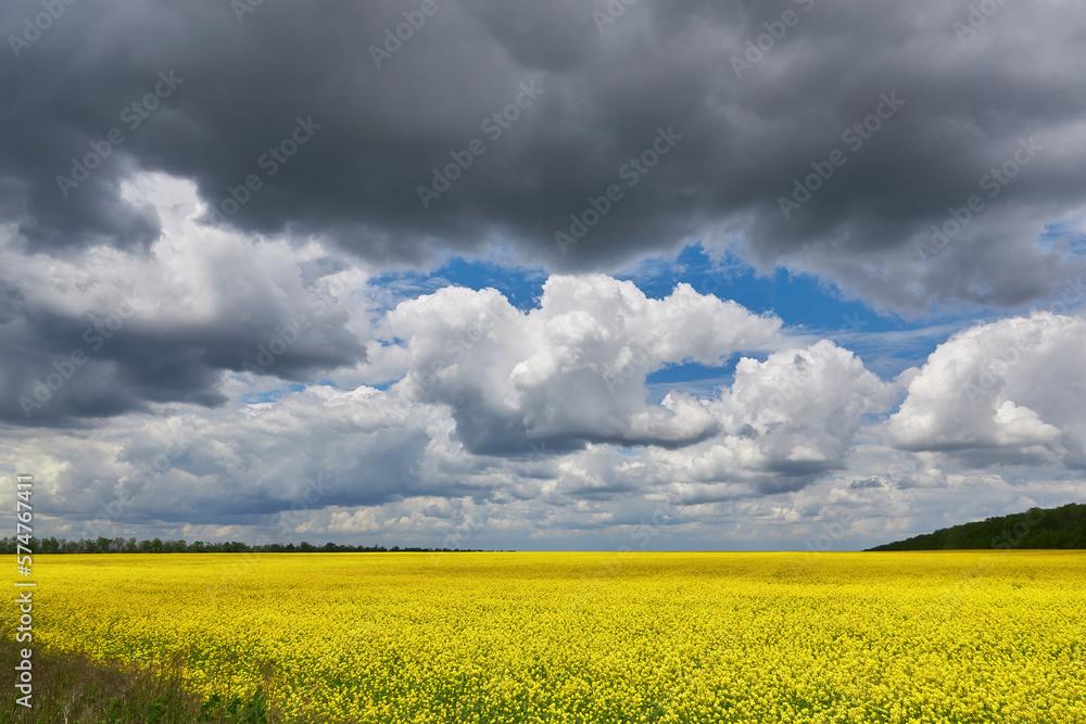 Field of colza rapeseed yellow flowers and blue sky, Ukrainian flag colors, Ukraine agriculture Field of colza rapeseed yellow flowers and blue sky, Ukrainian flag colors, Ukraine agriculture