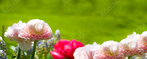 spring flowers background banner