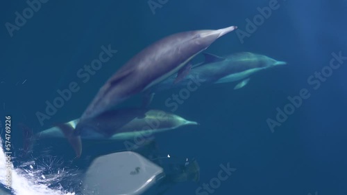 Dolphins swimming playing by a sailing yacht boat on ocean, freedom lifestyle